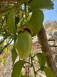 Jambo passion fruit Passiflora edulis seeds for tropical vine garden